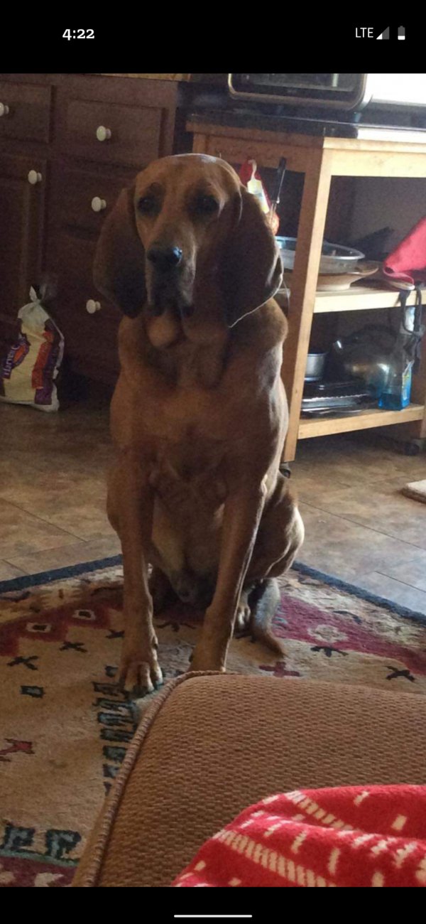 Safe Redbone Coonhound in Jerome, MI