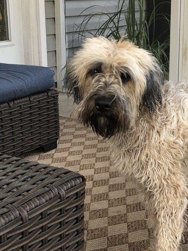 Safe Soft Coated Wheaten Terrier in Wilmington, NC