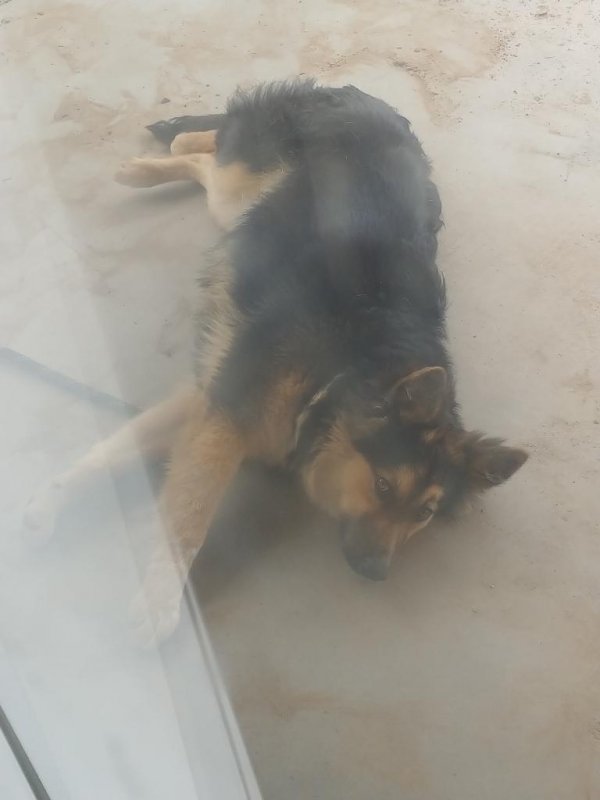 Safe German Shepherd Dog in El Mirage, AZ