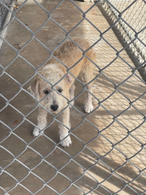 Safe Tibetan Terrier in Humble, TX