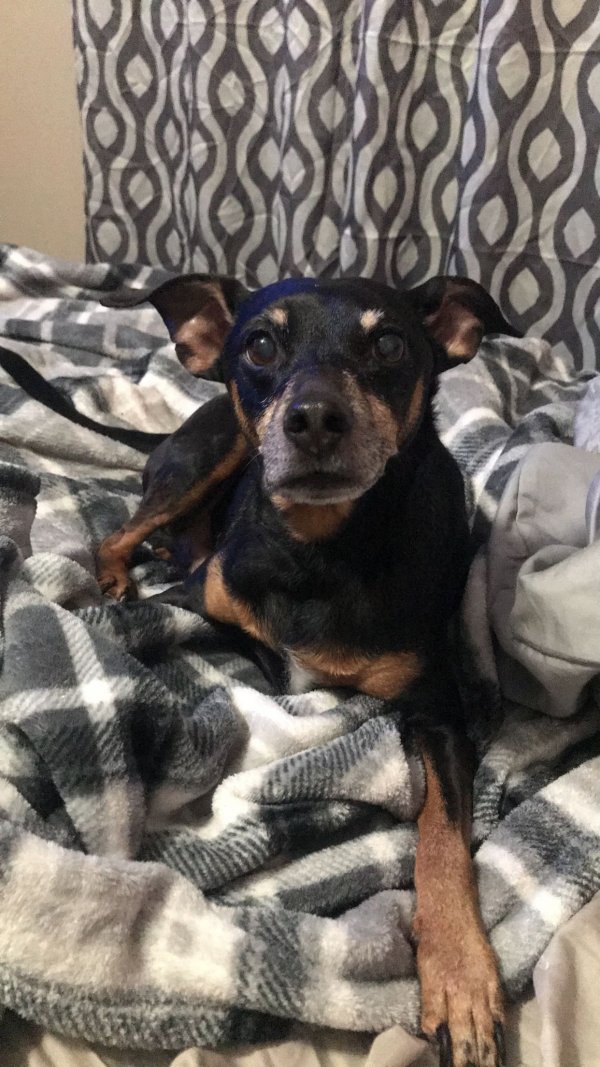 Safe Miniature Pinscher in Southaven, MS