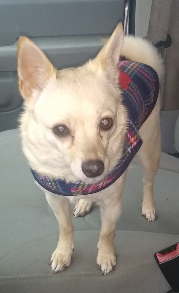 Safe Chihuahua in Longview, WA