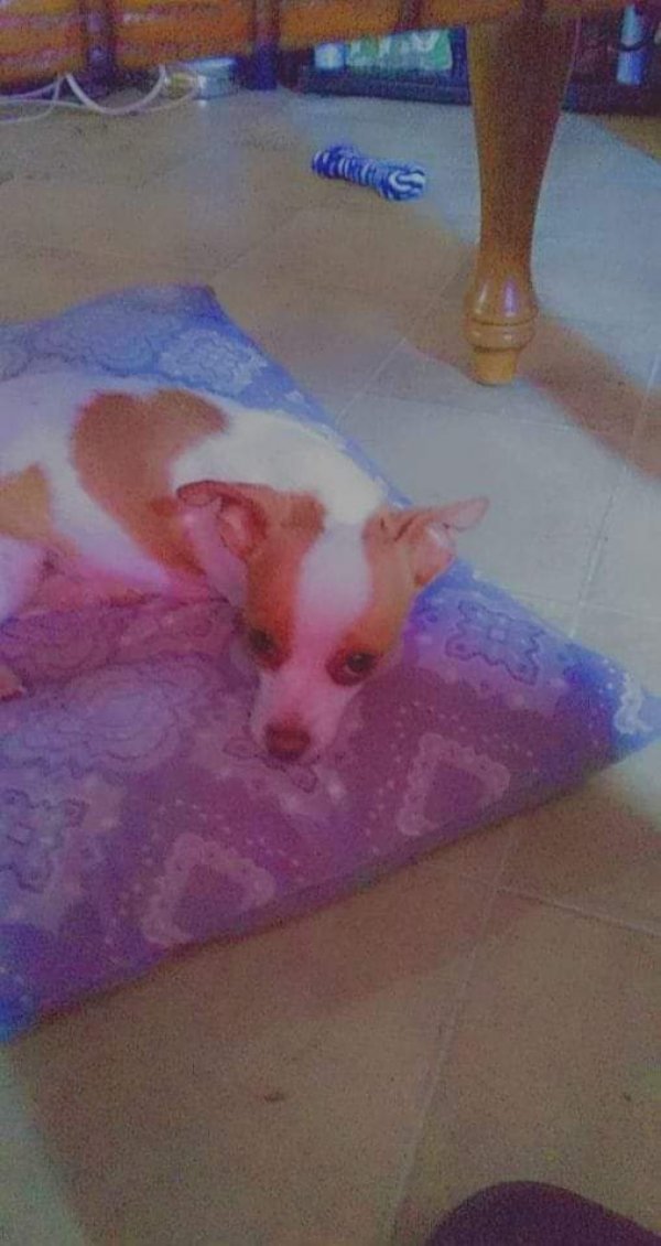 Safe Chihuahua in Leola, AR