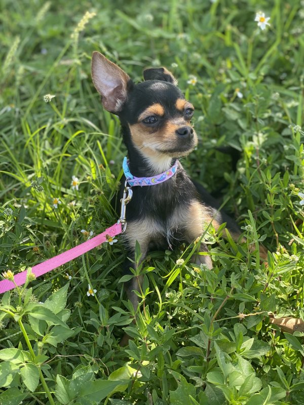 Safe Chihuahua in Hialeah, FL