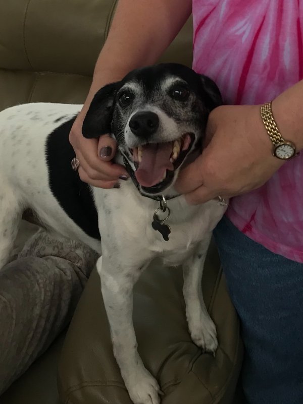 Safe Jack Russell Terrier in Valdosta, GA