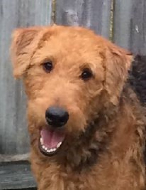Safe Airedale Terrier in Dayton, OH