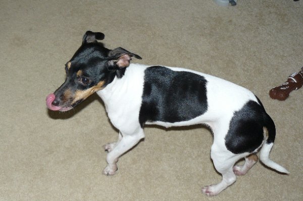 Safe Jack Russell Terrier in Charlotte, NC