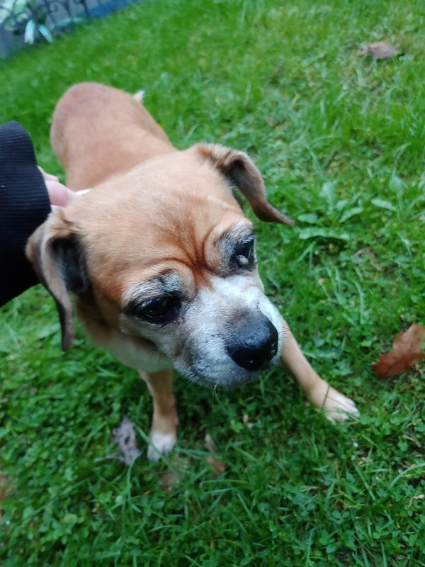 Found Puggle in Wilkes Barre, PA US