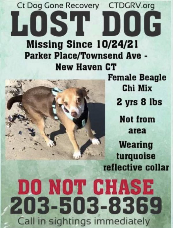 Safe Beagle in East Haven, CT