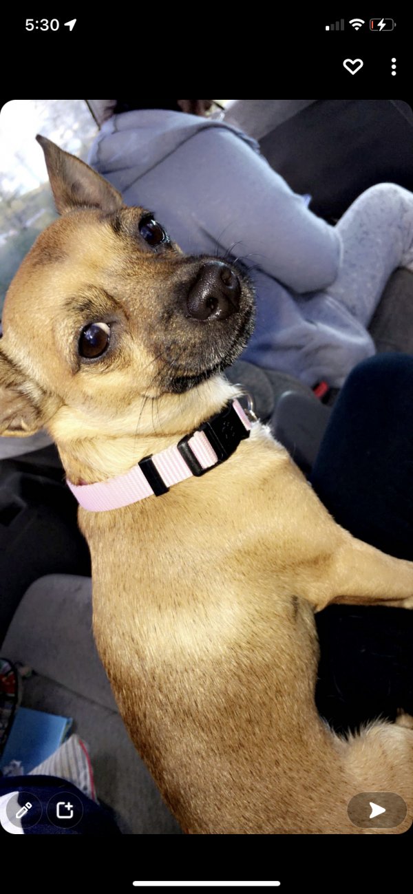 Safe Chihuahua in Bristol, TN