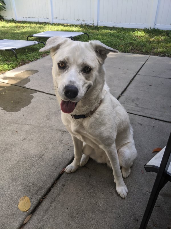 Found Dog in Pinellas Park, FL US