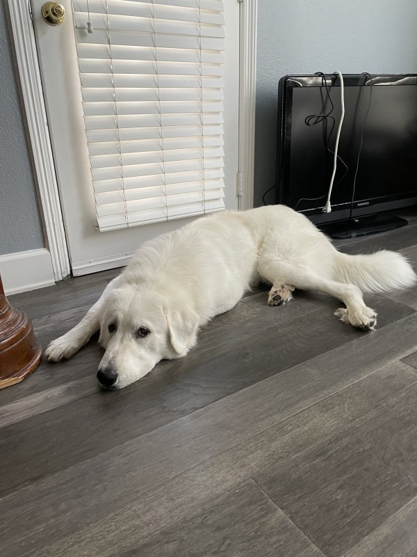 Safe Great Pyrenees in Plano, TX