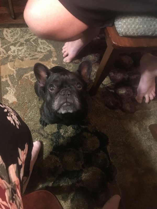 Safe French Bulldog in Middletown, OH