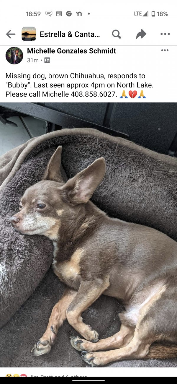 Safe Chihuahua in Goodyear, AZ