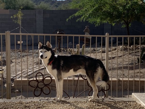 Safe Siberian Husky in Goodyear, AZ