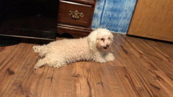 Safe Poodle in Perryton, TX