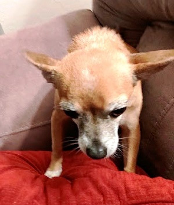 Safe Chihuahua in El Mirage, AZ