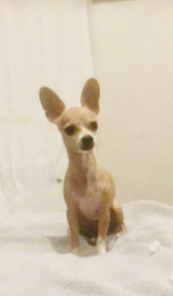 Safe Chihuahua in Pharr, TX