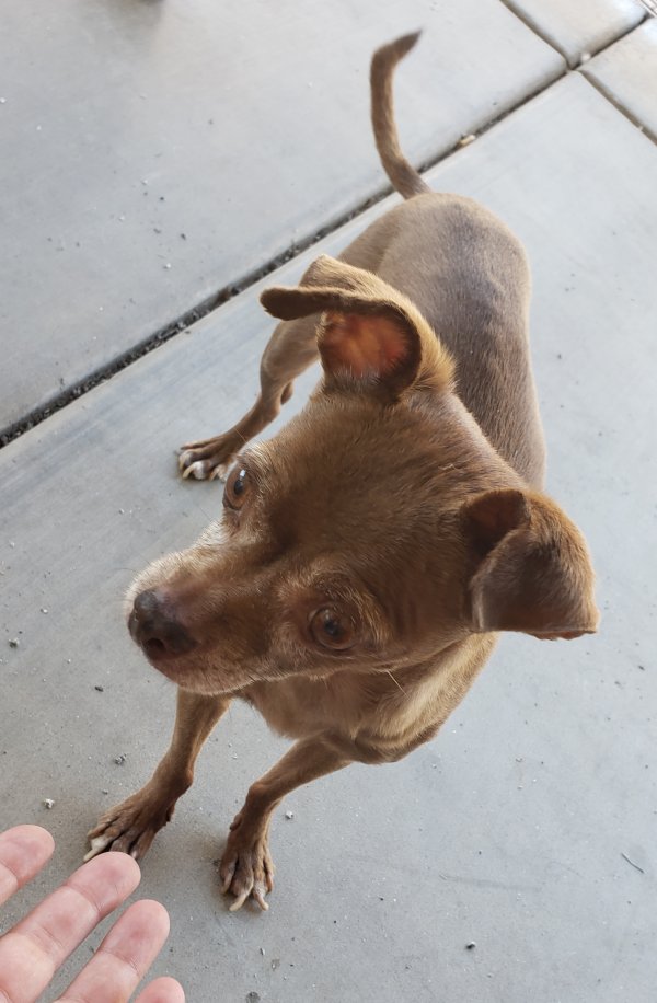 Safe Chihuahua in Avondale, AZ
