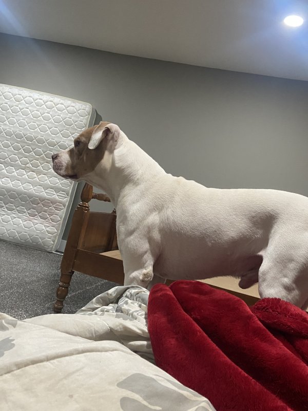 Lost Pit Bull in Roswell, GA US