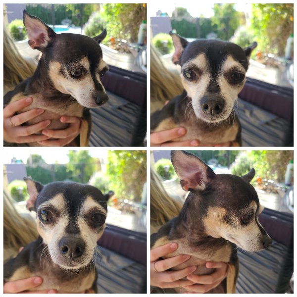 Found Chihuahua in Phoenix, AZ US