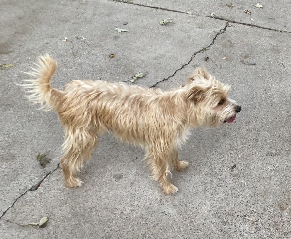 Safe Soft Coated Wheaten Terrier in Pasadena, TX