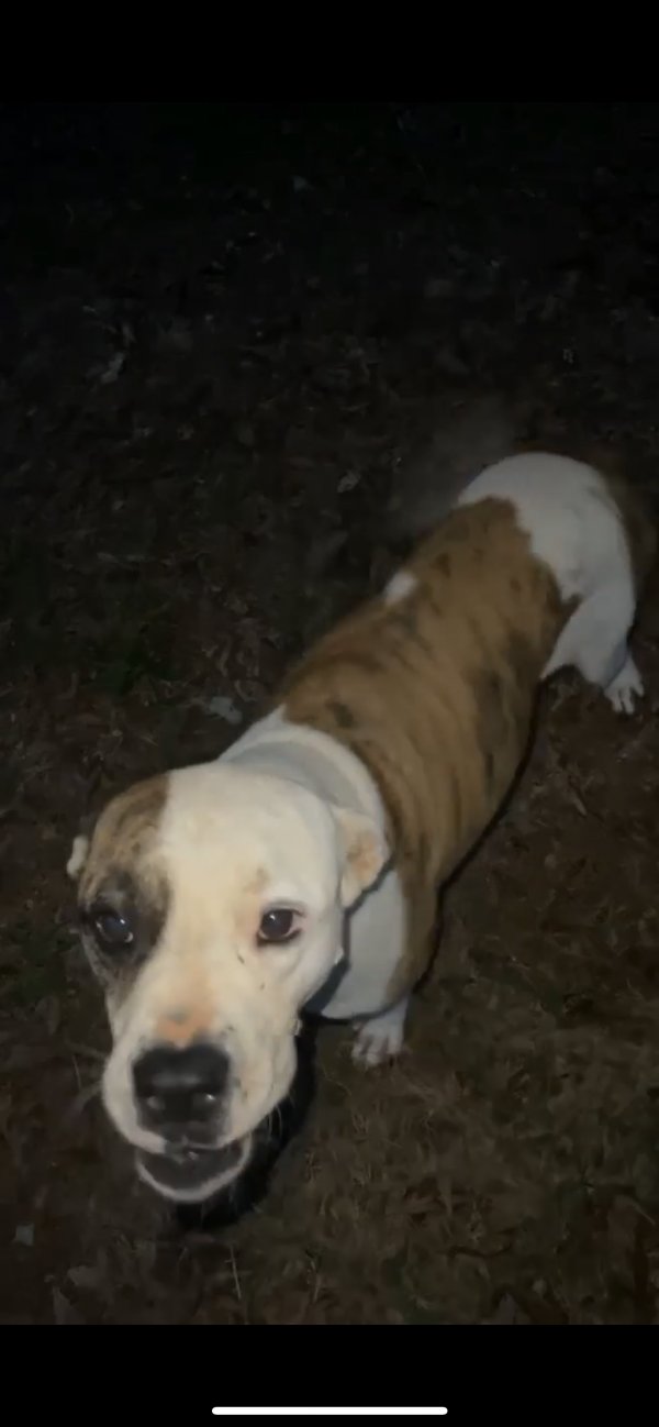 Lost Dog in Taylorsville, GA US