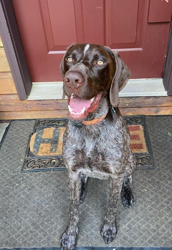 Safe German Shorthaired Pointer in Huntly, VA