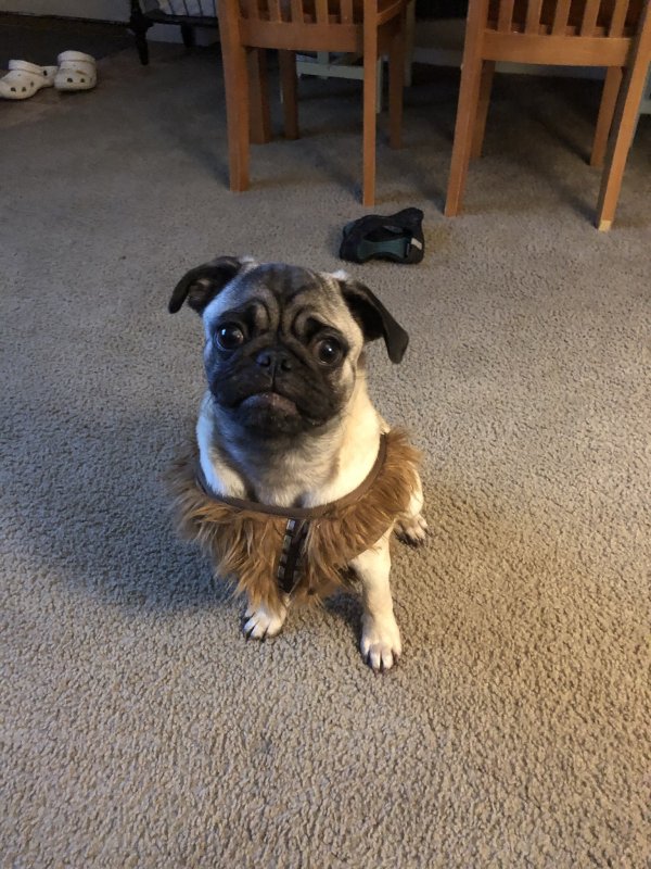 Safe Pug in Tomball, TX