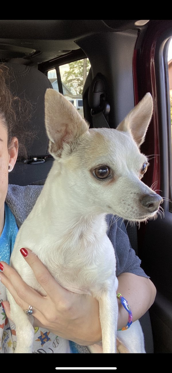 Lost Chihuahua in Houston, TX US