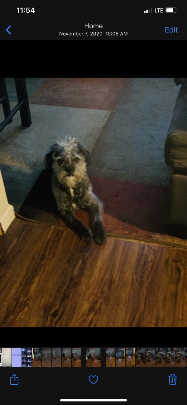 Lost Mutt in Central Islip, NY US