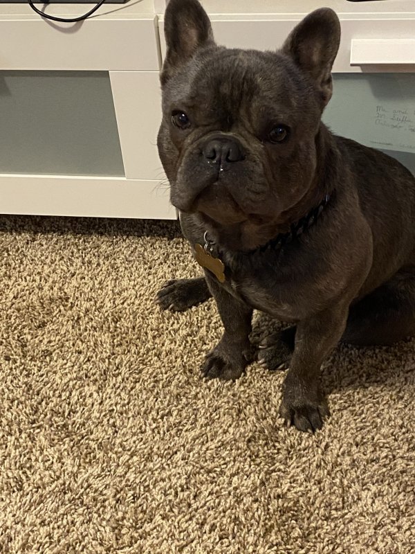 Stolen French Bulldog in Atlanta, GA US