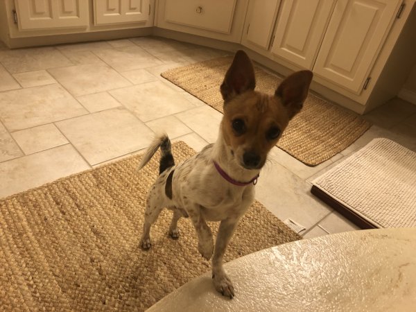Found Chihuahua in Carrollton, TX US
