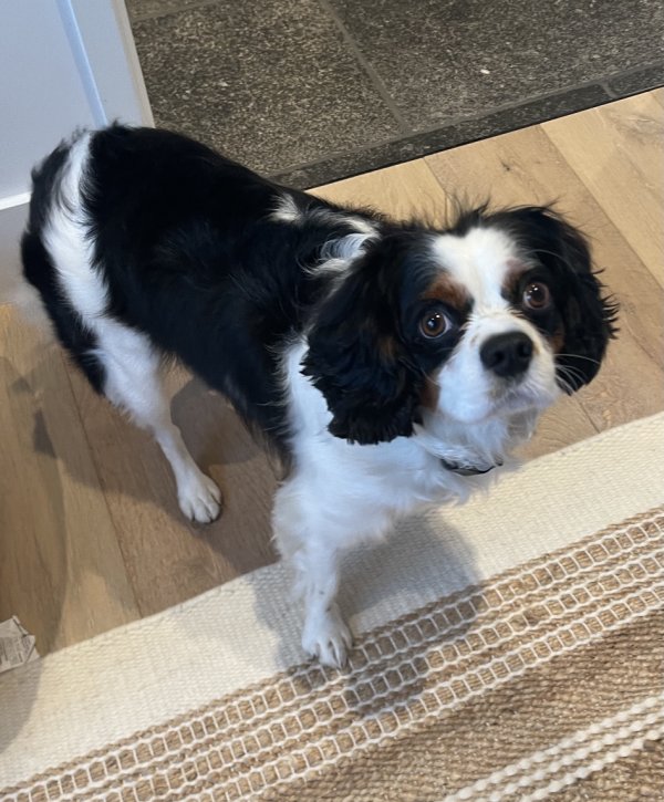 Lost Cavalier King Charles Spaniel in Concord, MA US