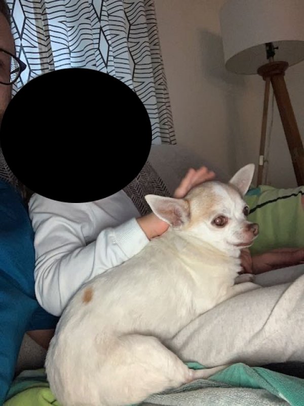Lost Chihuahua in Houston, TX US