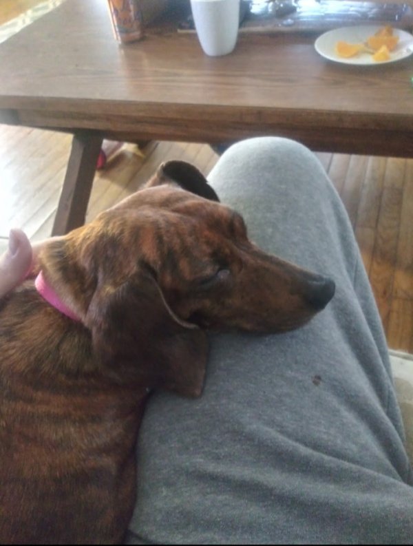 Lost Dachshund in Easton, PA
