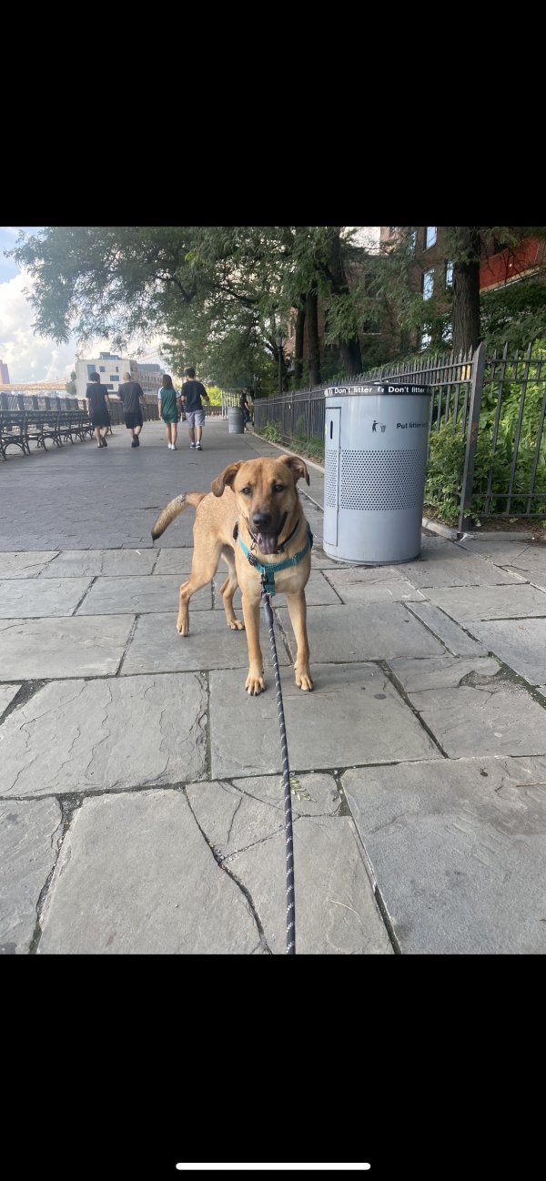 Safe German Shepherd Dog in Brooklyn, NY