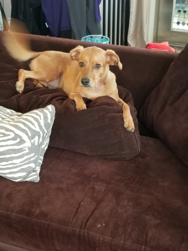 Lost Mutt in Bayside, NY US