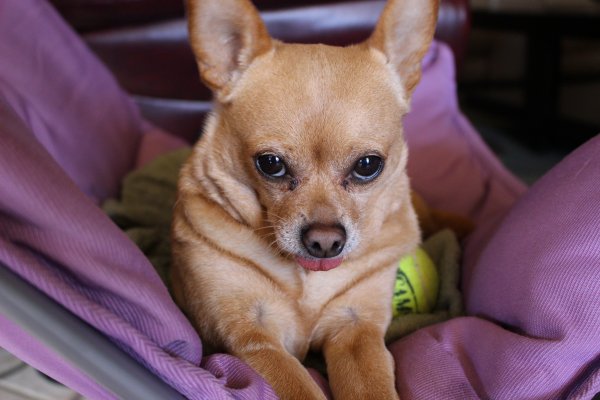 Safe Chihuahua in Arlington, TX