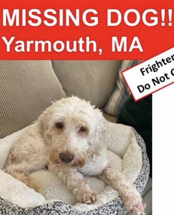 Lost Cocker Spaniel in South Yarmouth, MA US