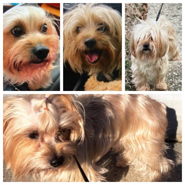 Lost Yorkshire Terrier in Cherry Hill, NJ US