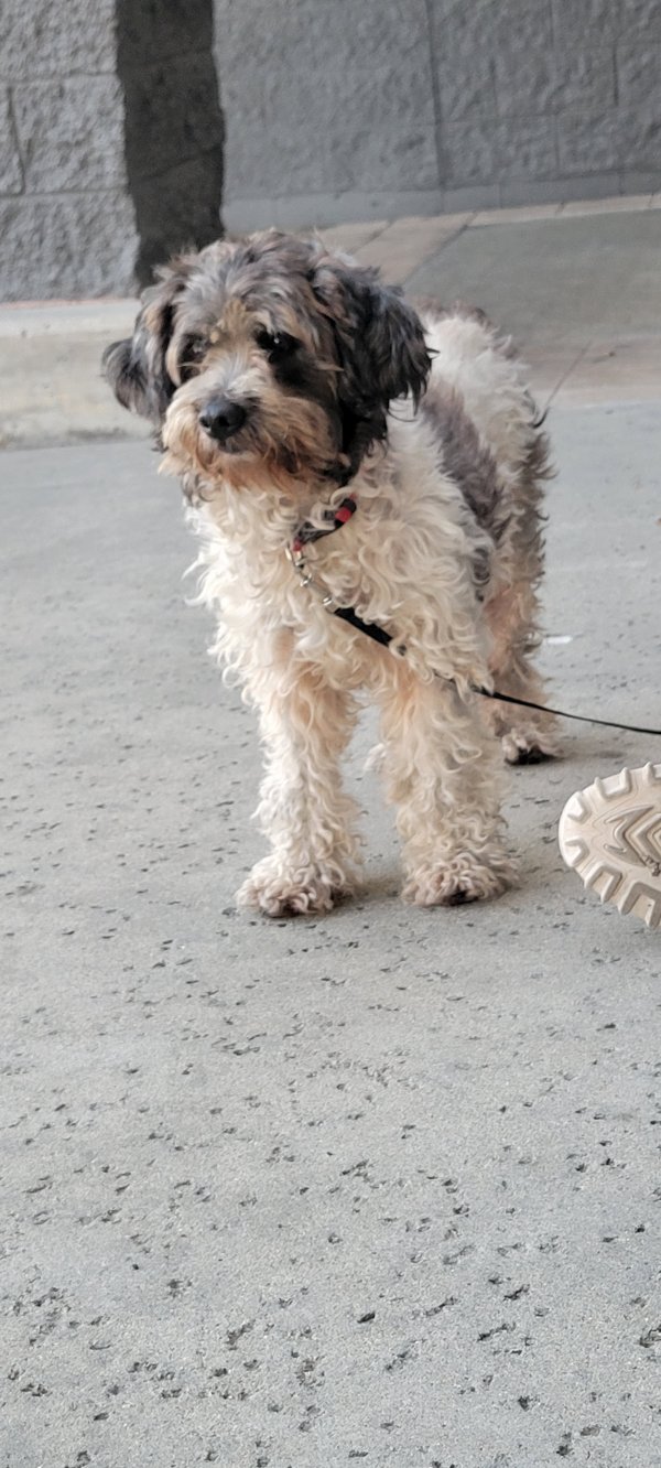 Safe Poodle in Chula Vista, CA