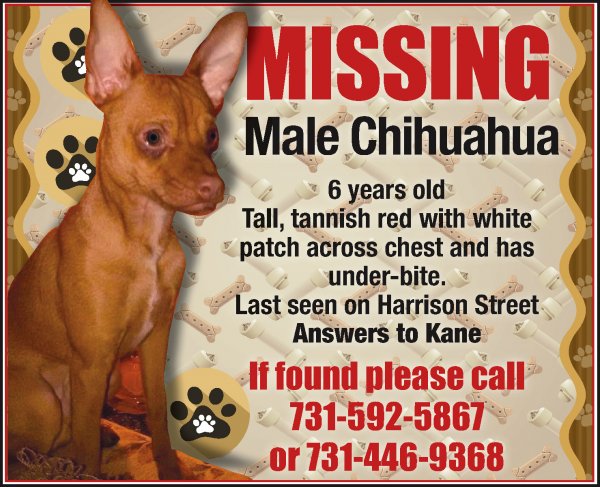 Safe Chihuahua in Union City, TN