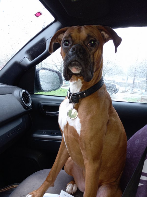 Lost Boxer in Bothell, WA US