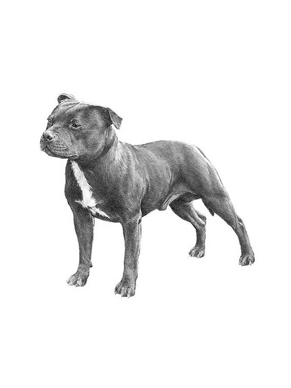 Lost Staffordshire Bull Terrier in Atlanta, GA US