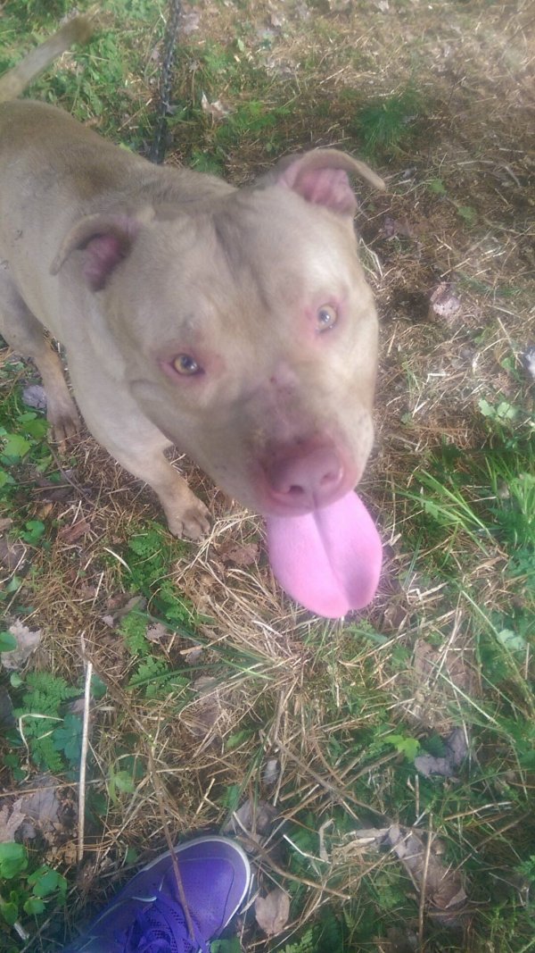 Lost American Staffordshire Terrier in Redfield, NY US