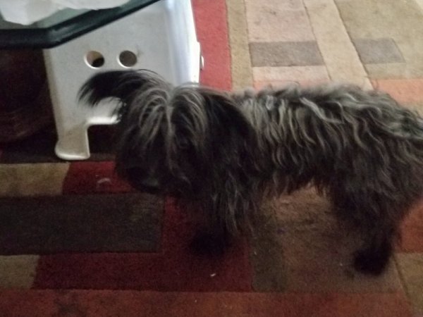 Lost Yorkshire Terrier in South Bound Brook, NJ US