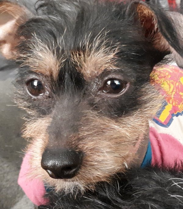 Safe Chinese Crested in Lebanon, PA