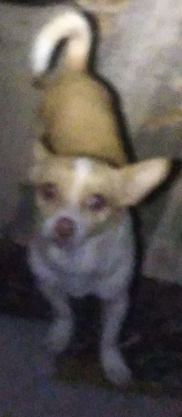 Safe Chihuahua in Fallon, NV