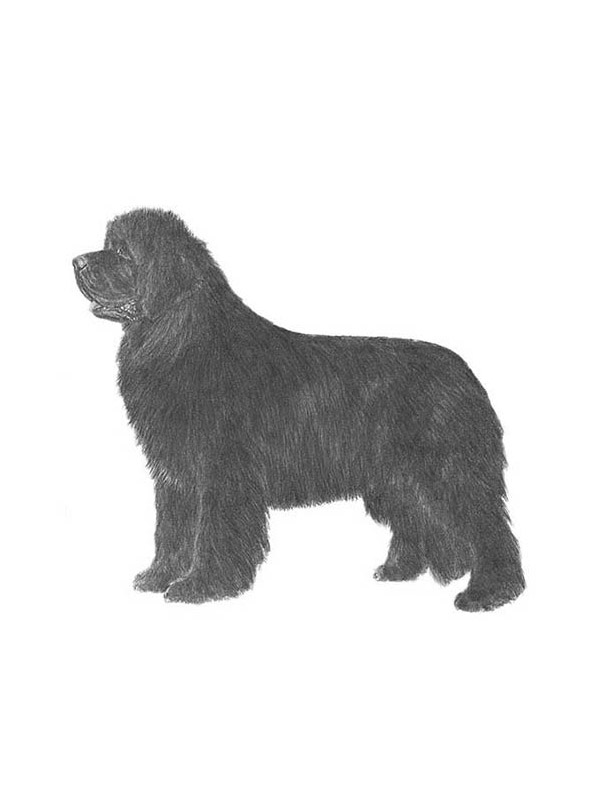 Lost Newfoundland in Carbondale, PA US